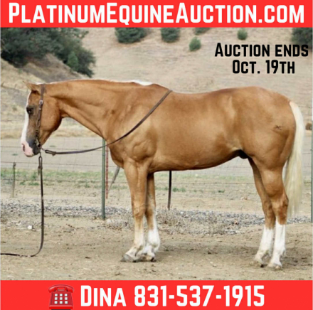 HorseID: 2303589 Augustus LHR - PhotoID: 1086220