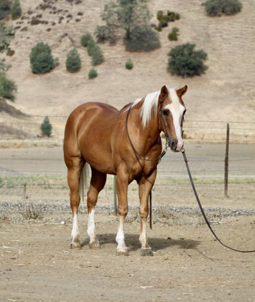 HorseID: 2303589 Augustus LHR - PhotoID: 1086221