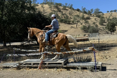 HorseID: 2303589 Augustus LHR - PhotoID: 1086222