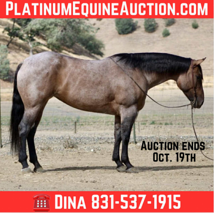 HorseID: 2303590 Frosty Lou Lou - PhotoID: 1086236