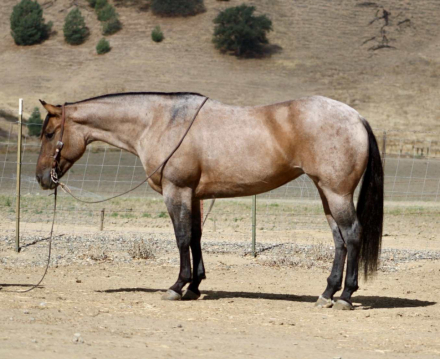 HorseID: 2303590 Frosty Lou Lou - PhotoID: 1086237
