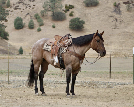 HorseID: 2303590 Frosty Lou Lou - PhotoID: 1086238