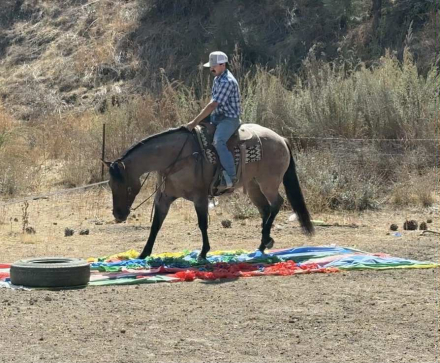 HorseID: 2303590 Frosty Lou Lou - PhotoID: 1086239