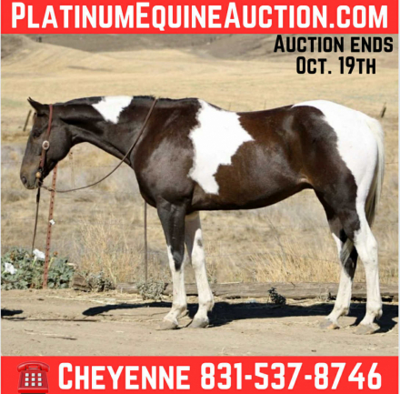 HorseID: 2303591 Checkers CR - PhotoID: 1086232