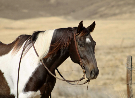 HorseID: 2303591 Checkers CR - PhotoID: 1086234