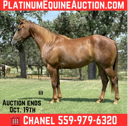 HorseID: 2303593 Wimpys Royal Chic HHC - PhotoID: 1086260