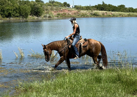 HorseID: 2303593 Wimpys Royal Chic HHC - PhotoID: 1086262