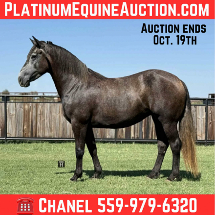 HorseID: 2303594 Mini Coop - PhotoID: 1086248