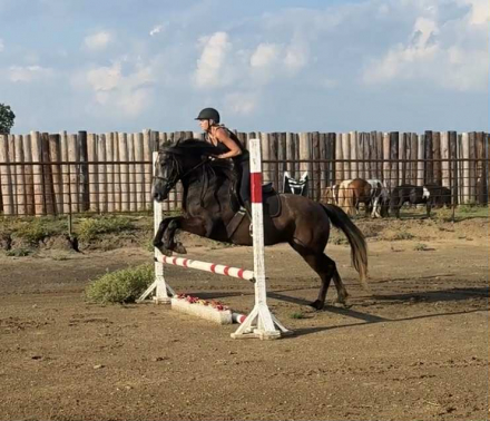 HorseID: 2303594 Mini Coop - PhotoID: 1086250