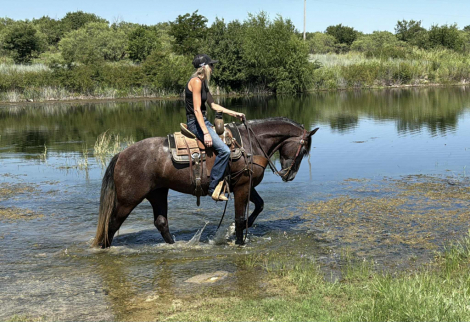 HorseID: 2303594 Mini Coop - PhotoID: 1086251