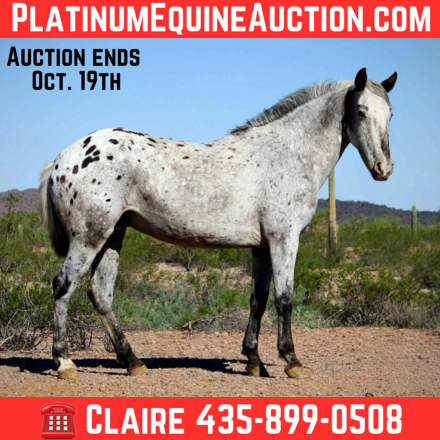 HorseID: 2303595 Popeye CS - PhotoID: 1086252