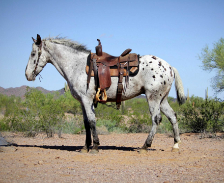 HorseID: 2303595 Popeye CS - PhotoID: 1086253