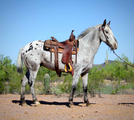 HorseID: 2303595 Popeye CS - PhotoID: 1086254