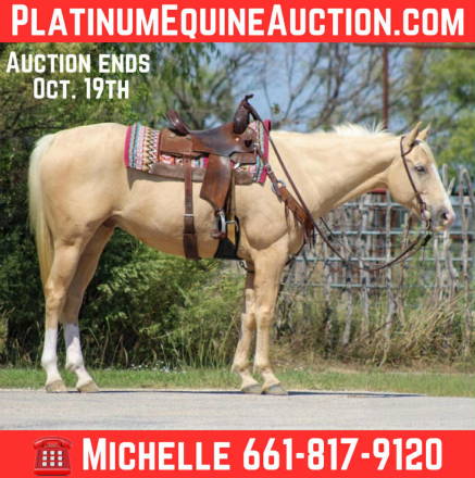 HorseID: 2303596 Guys New Image - PhotoID: 1086240