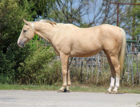 HorseID: 2303596 Guys New Image - PhotoID: 1086241