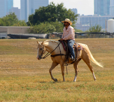 HorseID: 2303596 Guys New Image - PhotoID: 1086242