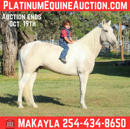 HorseID: 2303597 Biscuit MW - PhotoID: 1086224