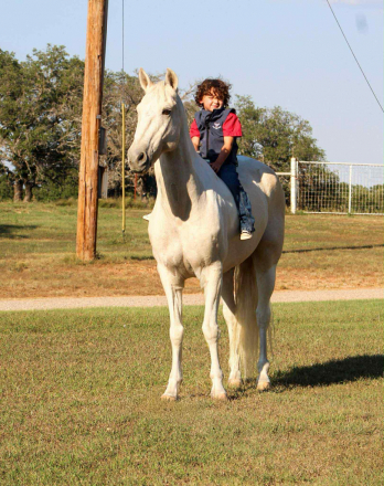 HorseID: 2303597 Biscuit MW - PhotoID: 1086225