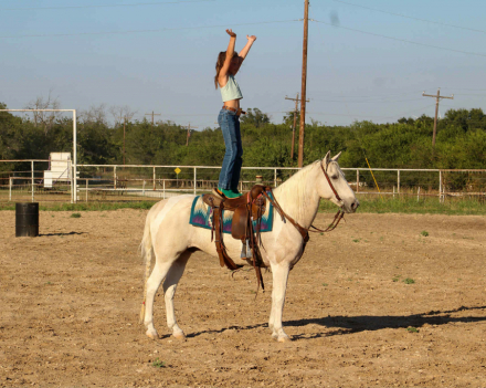 HorseID: 2303597 Biscuit MW - PhotoID: 1086226