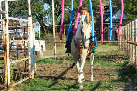 HorseID: 2303597 Biscuit MW - PhotoID: 1086227