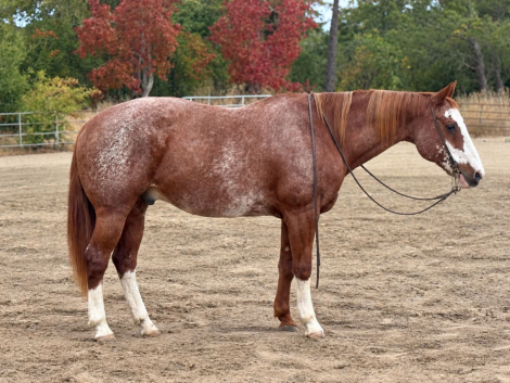 HorseID: 2303597 ROCKY - PhotoID: 1099862