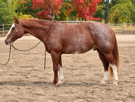 HorseID: 2303597 ROCKY - PhotoID: 1099863