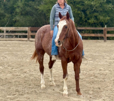 HorseID: 2303597 ROCKY - PhotoID: 1099865
