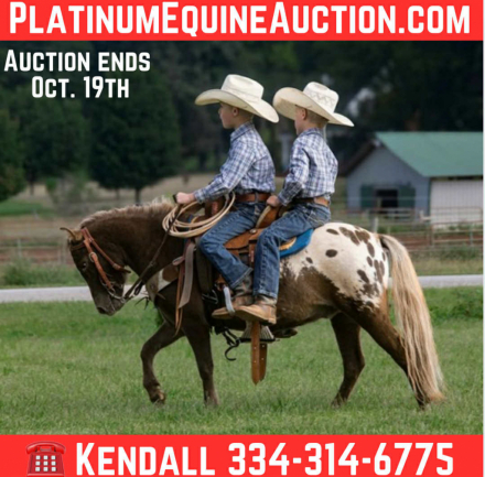 HorseID: 2303599 Spots KR - PhotoID: 1086256