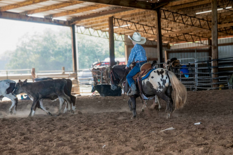 HorseID: 2303599 Spots KR - PhotoID: 1086258