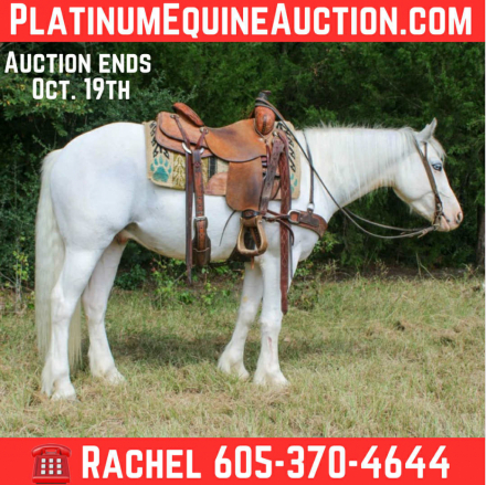 HorseID: 2303600 Marshmallow TR - PhotoID: 1086244