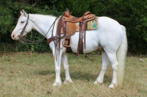 HorseID: 2303600 Marshmallow TR - PhotoID: 1086245