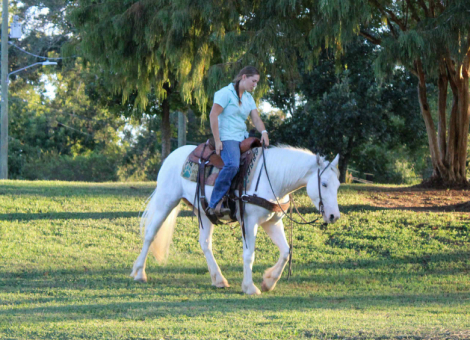 HorseID: 2303600 Marshmallow TR - PhotoID: 1086246