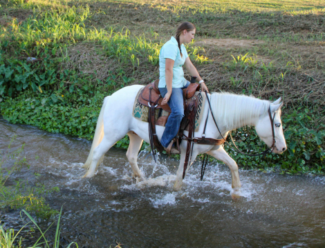 HorseID: 2303600 Marshmallow TR - PhotoID: 1086247