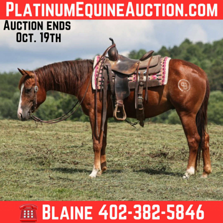 HorseID: 2303601 Boons Playful Gun BB - PhotoID: 1086228