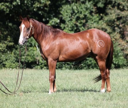 HorseID: 2303601 Boons Playful Gun BB - PhotoID: 1086229