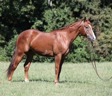 HorseID: 2303601 Boons Playful Gun BB - PhotoID: 1086230