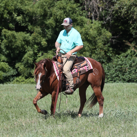 HorseID: 2303601 Boons Playful Gun BB - PhotoID: 1086231