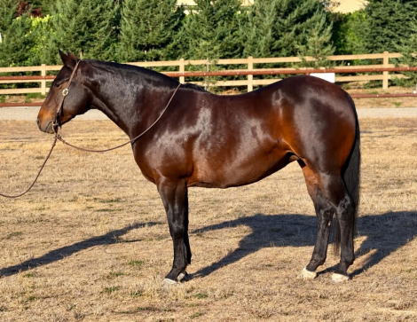 HorseID: 2303601 AIMEE - PhotoID: 1101076
