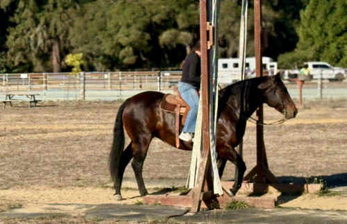 HorseID: 2303601 AIMEE - PhotoID: 1101077
