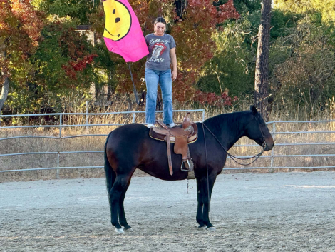 HorseID: 2303601 AIMEE - PhotoID: 1101078