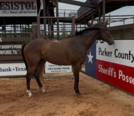 HorseID: 2303606 Name not selected yet - PhotoID: 1086210