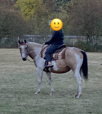 HorseID: 2303609 Mistys Dollar Fortune - PhotoID: 1086213