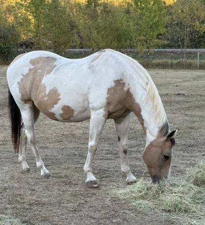 HorseID: 2303609 Mistys Dollar Fortune - PhotoID: 1086214