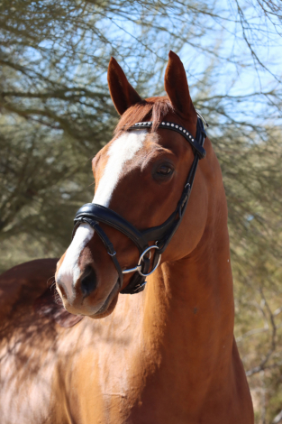 HorseID: 2303610 Arthur - PhotoID: 1086216