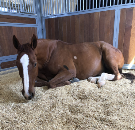 HorseID: 2303610 Arthur - PhotoID: 1086217