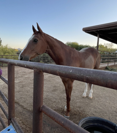 HorseID: 2303610 Arthur - PhotoID: 1086218