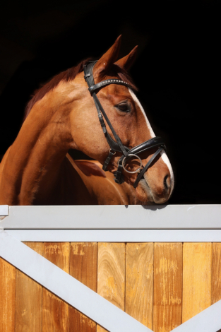 HorseID: 2303610 Arthur - PhotoID: 1086219