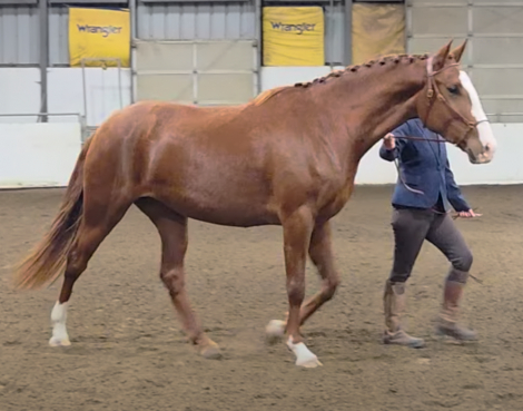 HorseID: 2303612 Rosé CDR - PhotoID: 1086215