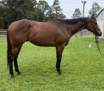 HorseID: 2303614 Gavin - PhotoID: 1086832