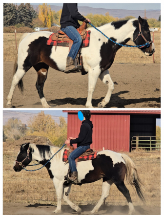 HorseID: 2303616 Misty - PhotoID: 1086272